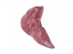 Liver Model 3D