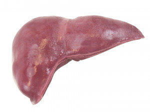 Liver Model 3D