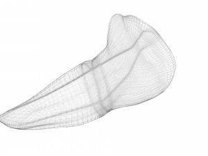 Liver Model 3D