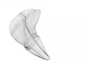 Liver Model 3D
