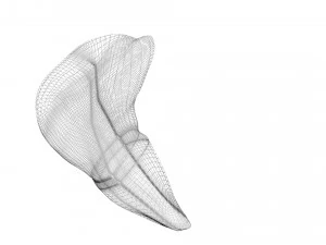 Liver 3D Model
