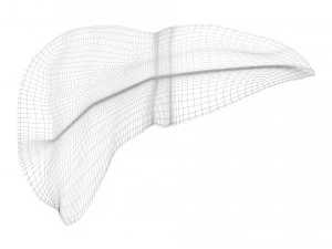 Liver 3D Model