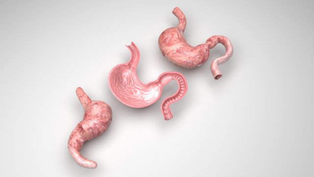 Stomach and Stomach Section Modello 3D .c4d .max .obj .3ds .fbx .stl .blend 
