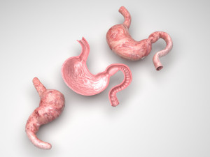 Stomach and Stomach Section 3D Model