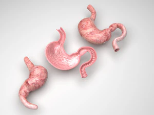 Seção de estômago e estômago Modelo 3D