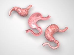 Stomach and Stomach Section Modello 3D