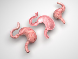 Stomach and Stomach Section Modello 3D