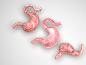Stomach and Stomach Section Modello 3D