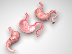 Stomach and Stomach Section Modello 3D