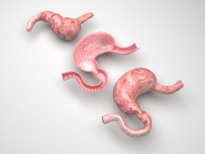 Stomach and Stomach Section Modello 3D