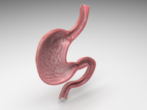 Stomach and Stomach Section Modello 3D