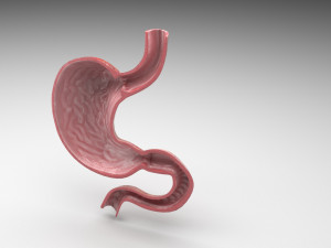 Stomach and Stomach Section Modello 3D