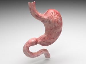 Stomach and Stomach Section Modello 3D