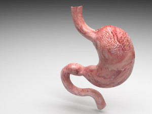 Stomach and Stomach Section Modello 3D