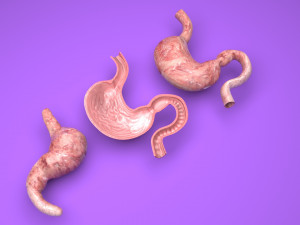 Stomach and Stomach Section Modello 3D