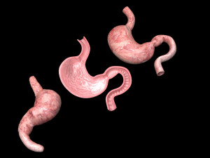 Stomach and Stomach Section Modello 3D