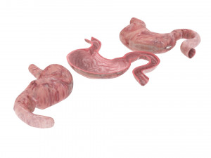 Stomach and Stomach Section Modello 3D