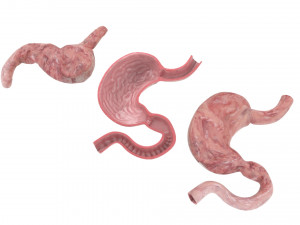 Stomach and Stomach Section Modello 3D