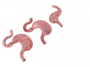 Stomach and Stomach Section Modello 3D