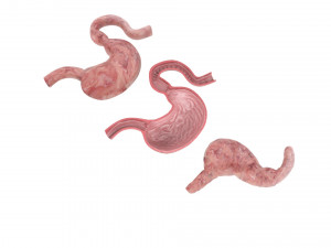 Stomach and Stomach Section Modello 3D