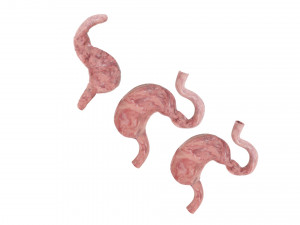 Stomach and Stomach Section Modello 3D