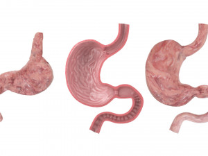 Stomach and Stomach Section Modello 3D