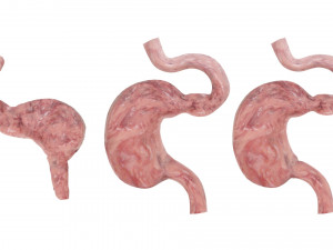 Stomach and Stomach Section Modello 3D