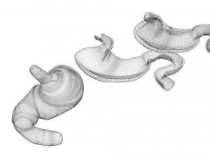 Stomach and Stomach Section Modello 3D