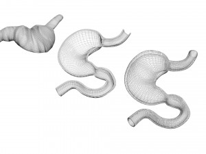 Stomach and Stomach Section Modello 3D