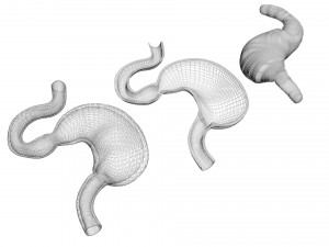 Stomach and Stomach Section Modello 3D