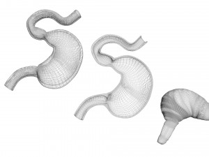 Stomach and Stomach Section Modello 3D