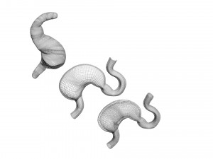 Stomach and Stomach Section Modello 3D