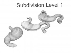 Stomach and Stomach Section Modello 3D