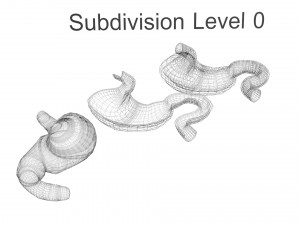 Stomach and Stomach Section Modello 3D
