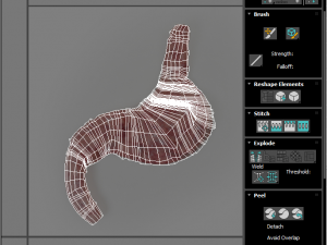 Stomach and Stomach Section Modello 3D