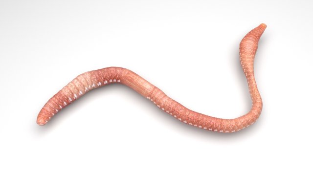 Earthworm Modello 3D .c4d .max .obj .3ds .fbx .stl .blend 