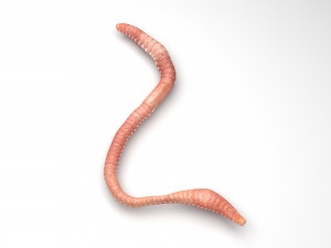 Earthworm Modello 3D