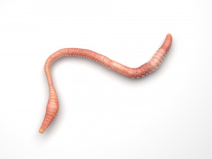Earthworm Modello 3D