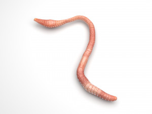 Earthworm Modello 3D