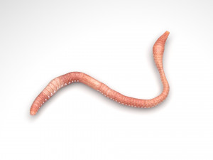 Earthworm Modello 3D