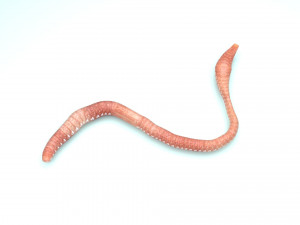 Earthworm Modello 3D