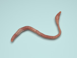 Earthworm Modello 3D
