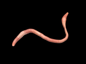Earthworm Modello 3D