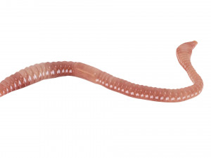 Earthworm Modello 3D
