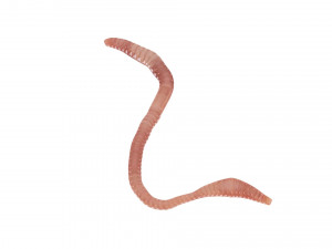 Earthworm Modello 3D