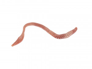 Earthworm Modello 3D