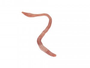 Earthworm Modello 3D