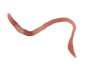 Earthworm Modello 3D