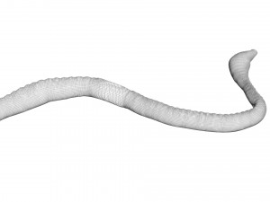 Earthworm Modello 3D