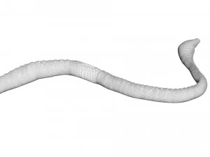 Earthworm 3D Model